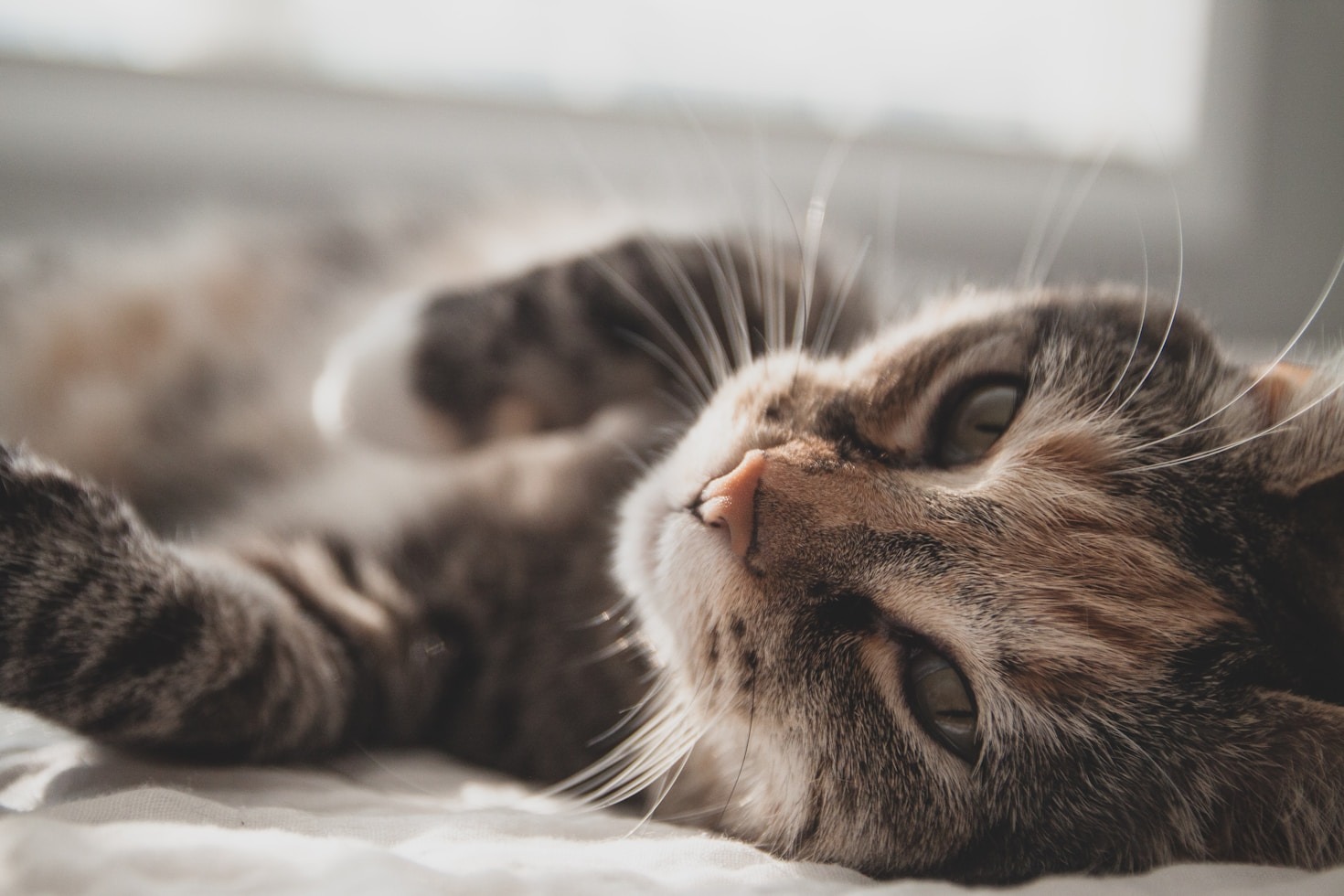 La importancia de las adopciones responsables de gatos