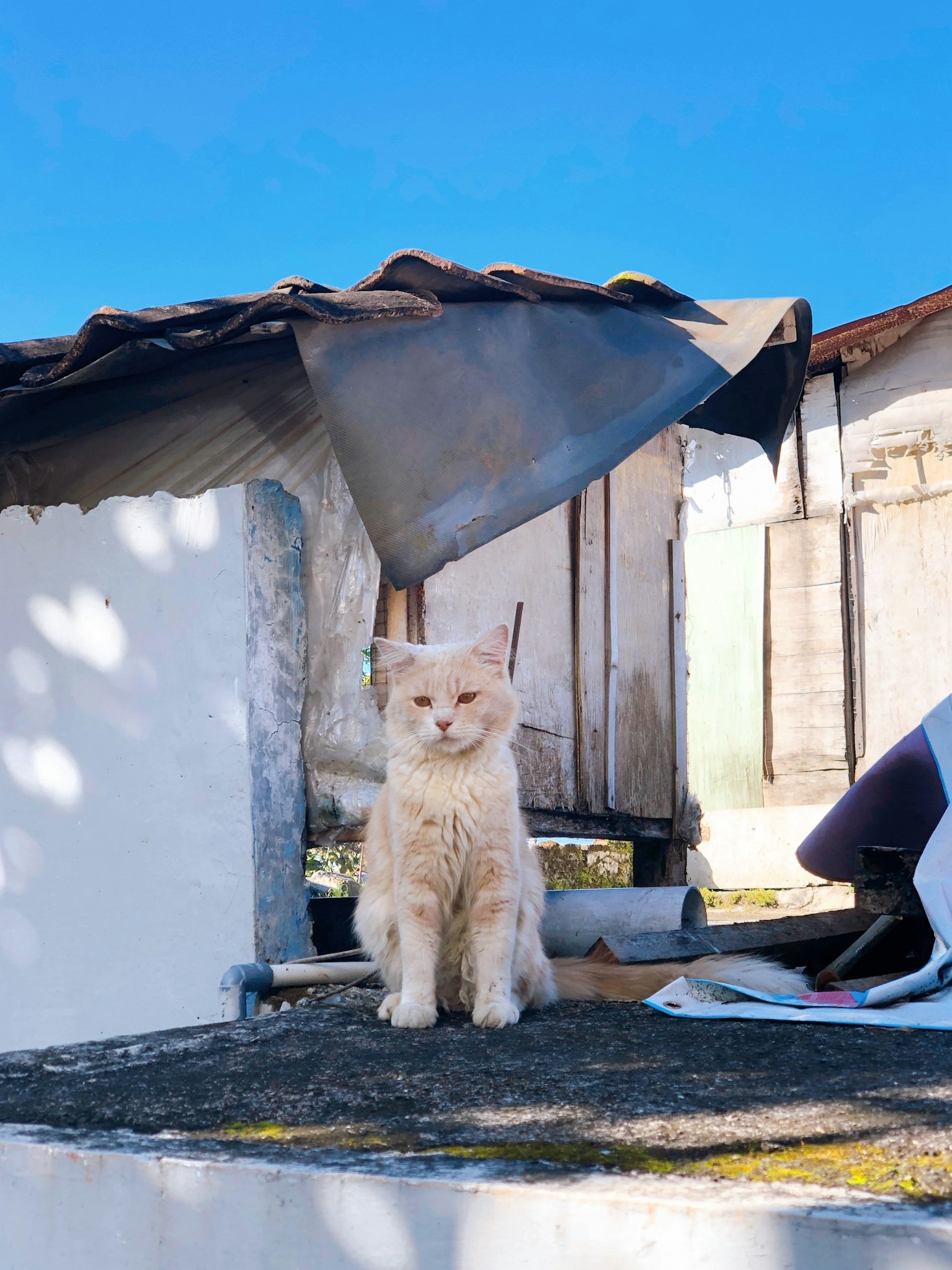 Cómo Felis Domus transforma vidas felinas