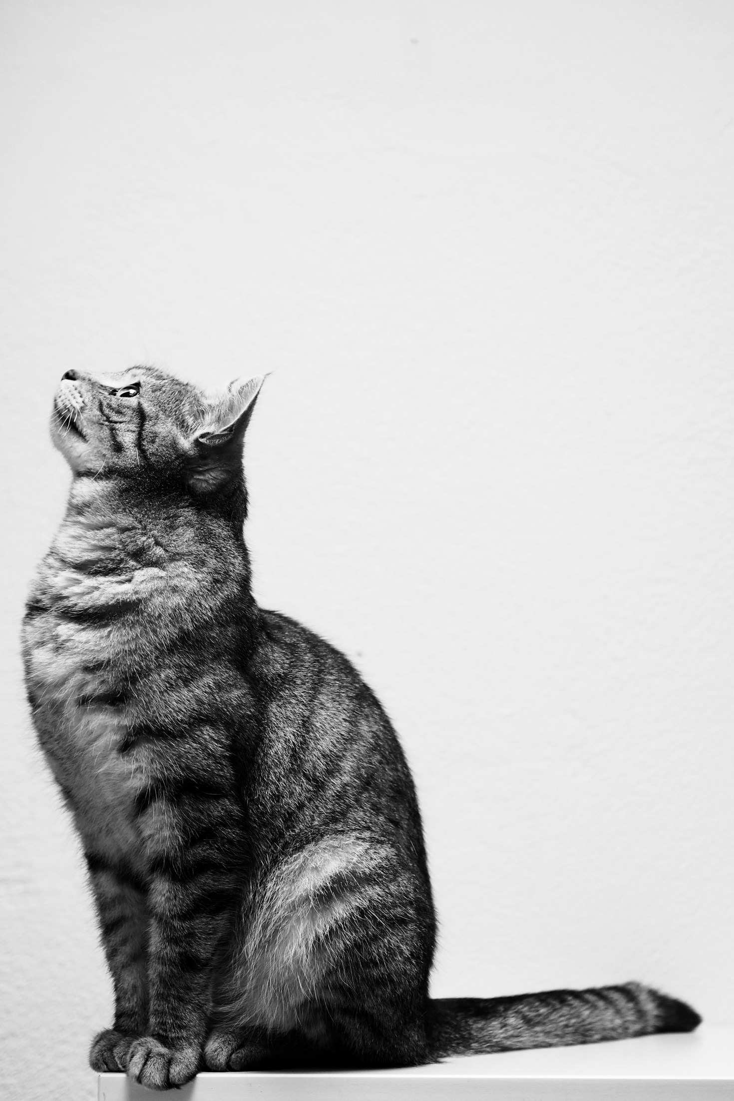 Consejos para el cuidado de gatos adoptados