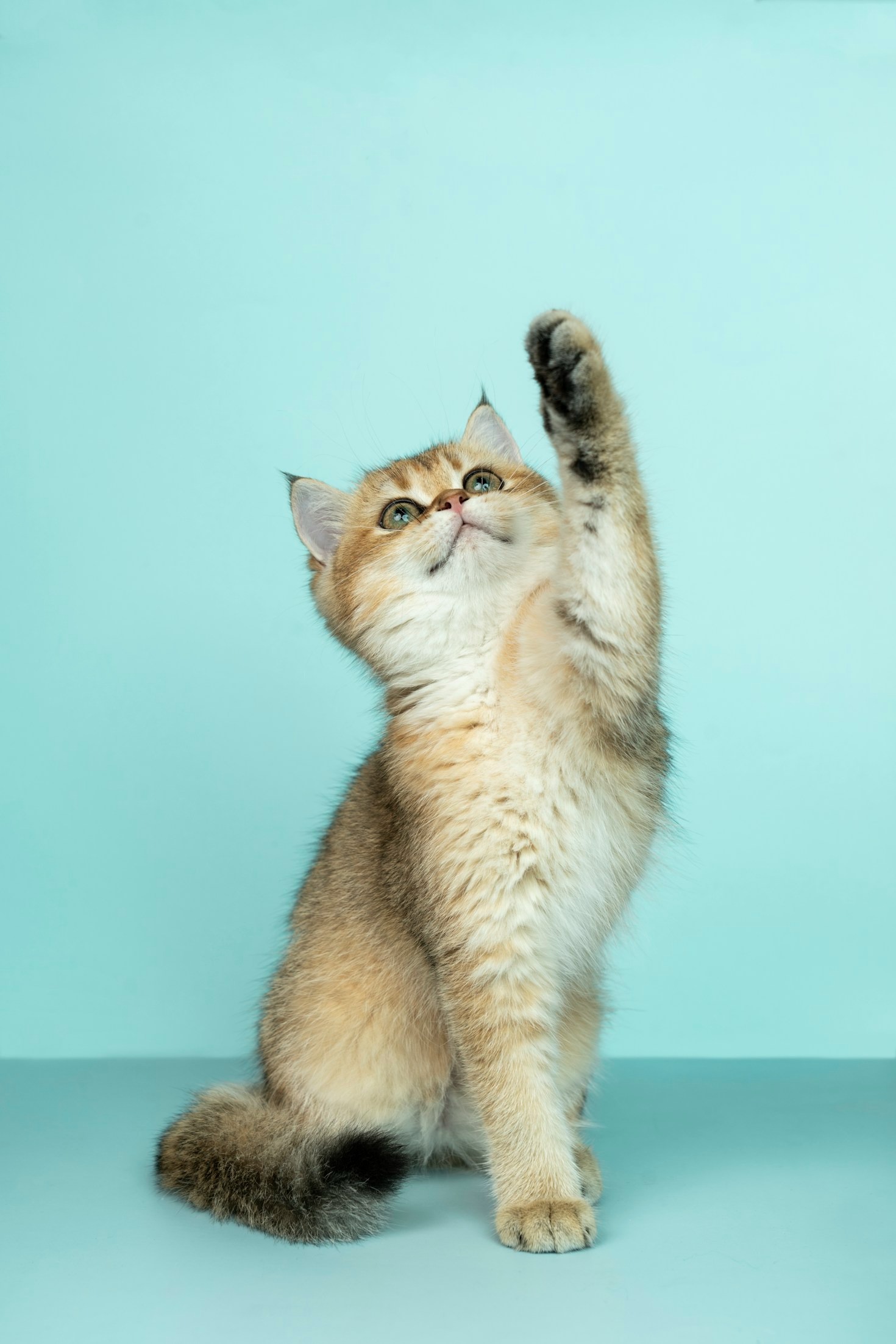El impacto positivo de rescatar gatos callejeros
