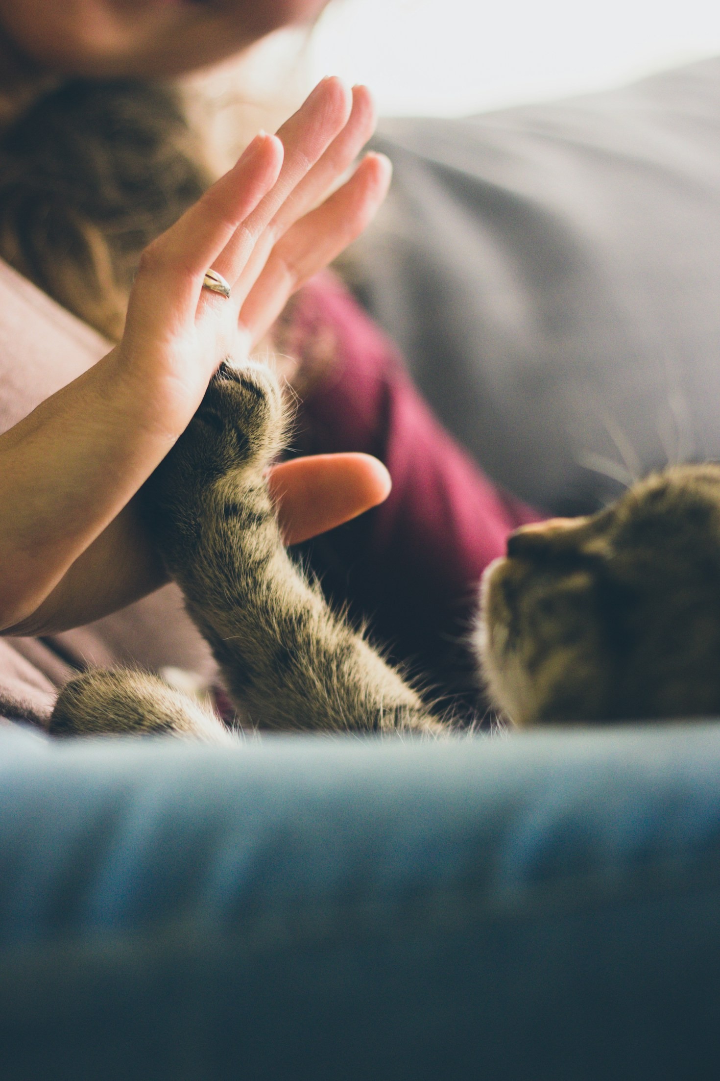 Cómo puedes ayudar a los gatos sin hogar