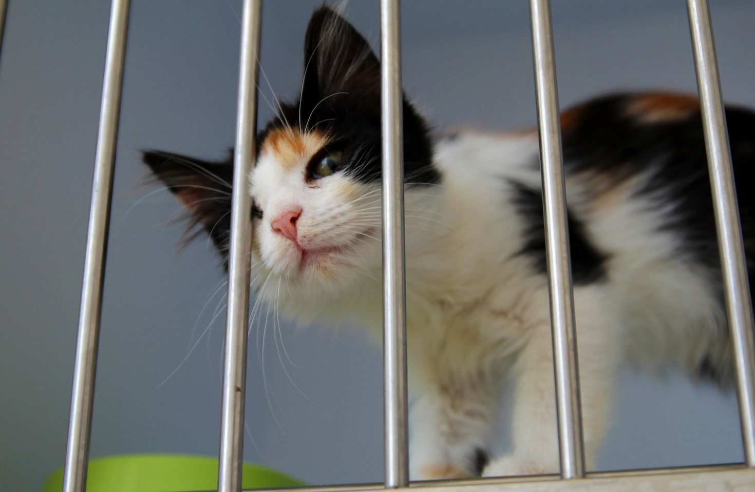 La vida de un gato antes y después del rescate