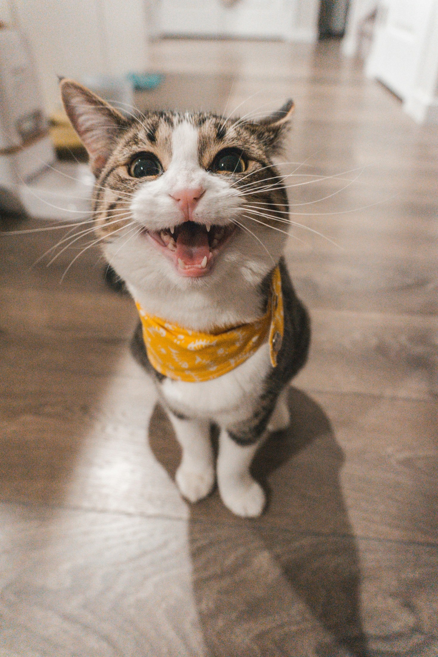 Los beneficios de tener un gato adoptado en casa